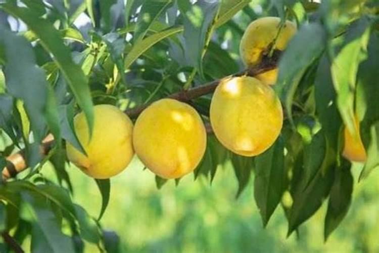 栀子花用什么肥料最好