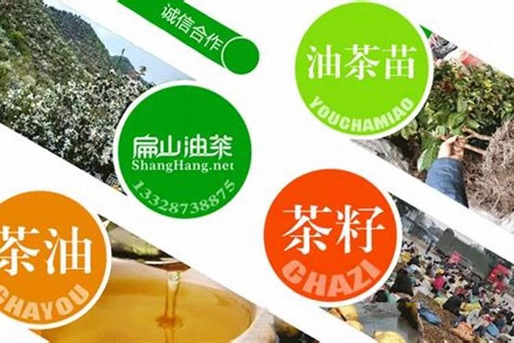 油茶树用什么肥料比较好