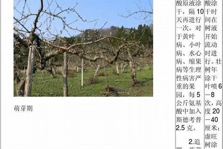 苹果树管理要点,苹果树土肥水管理技术