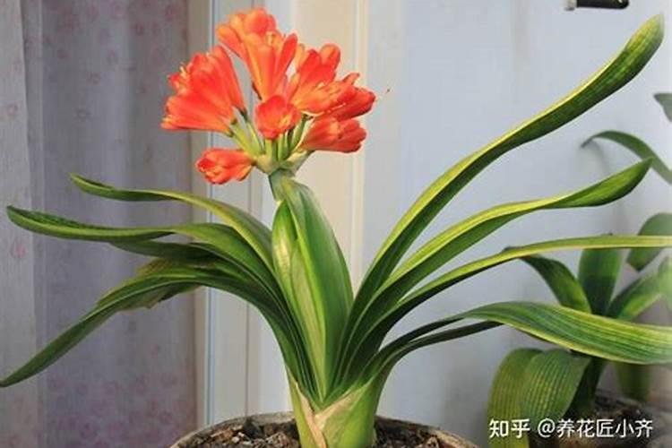 君子兰叶子发黄用什么肥料