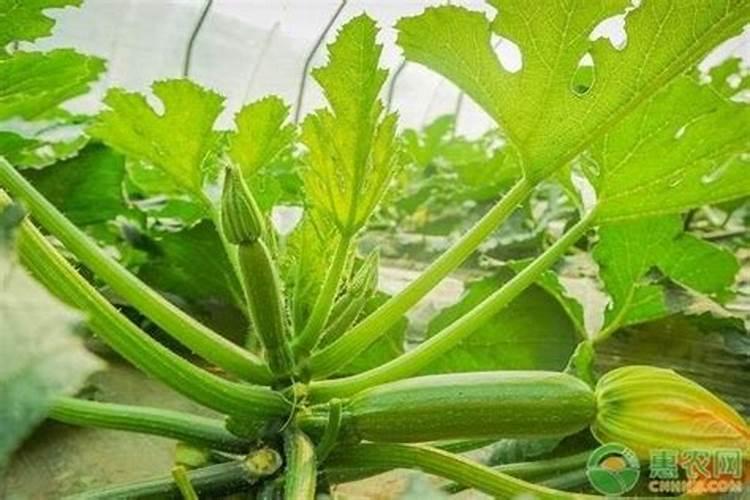 西葫芦的短粗瓜品相不好,怎么防治西葫芦的短粗瓜？