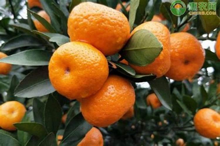 柑橘苗期施什么肥料？