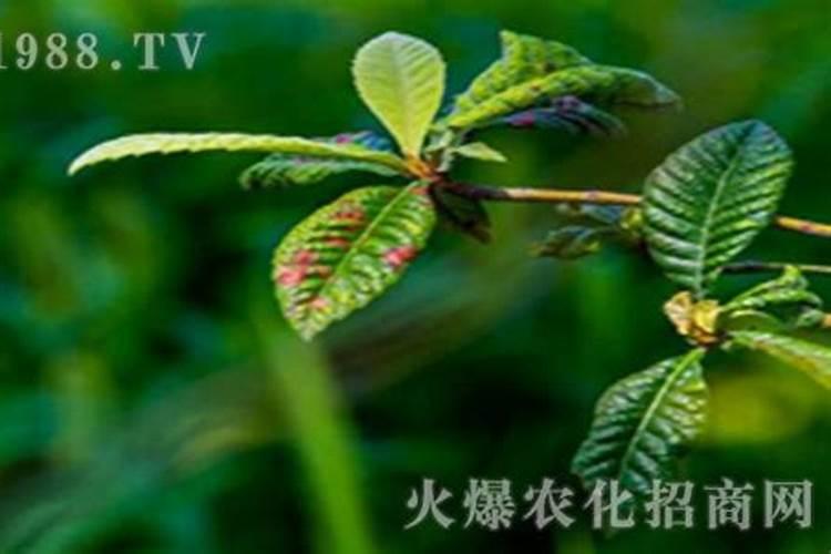 枇杷树氮素过剩有什么症状和补救措施？