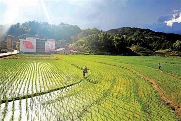 多菌灵可以浇兰花吗