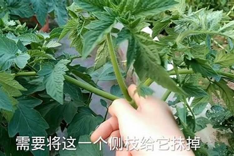 千禧果种植技术 千禧果怎么施肥