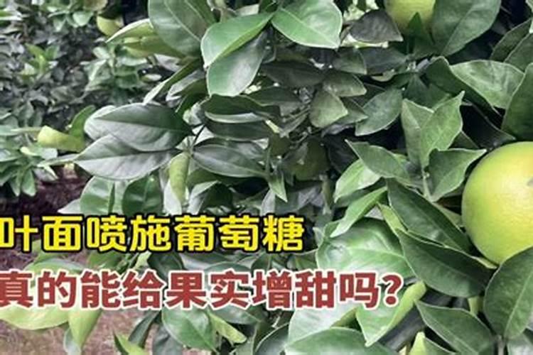 叶面肥能喷施葡萄糖吗？