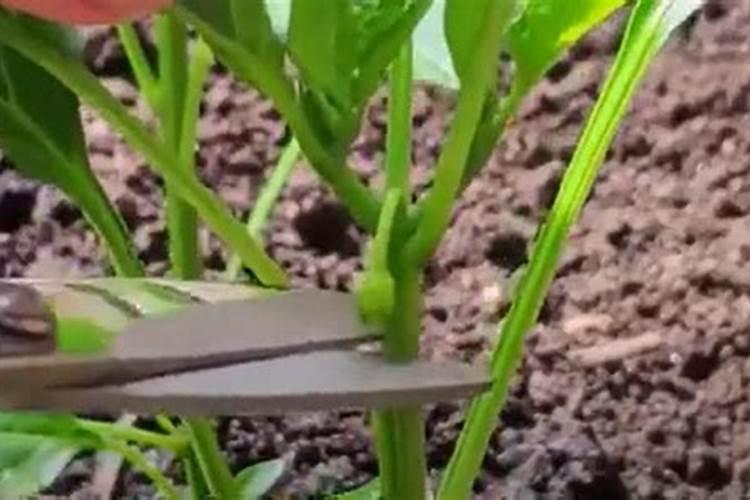 葡萄糖做叶面肥有效吗 葡萄糖是大分子物质还是小分子物质