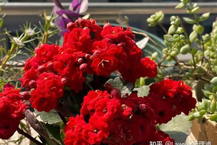 长寿花花苞变蔫萎缩怎么办