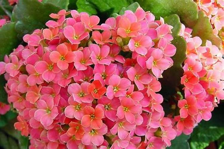 长寿花叶片发软长好多黑点怎么回事呀？