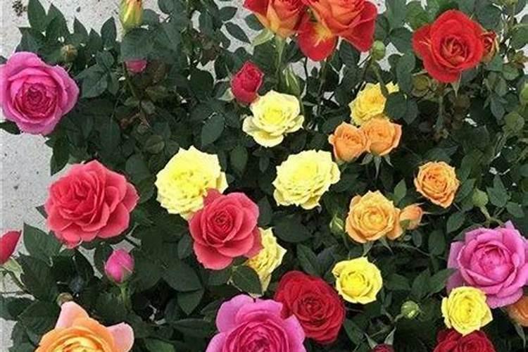 玫瑰花施肥施什么肥料 给玫瑰花施哪种肥
