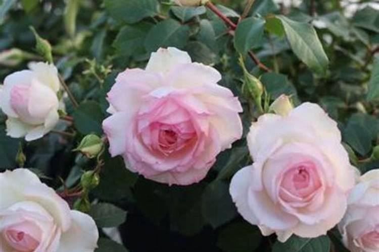 月季花夏季施什么肥好