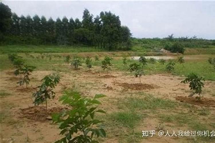 黄皮树怎样促花保果