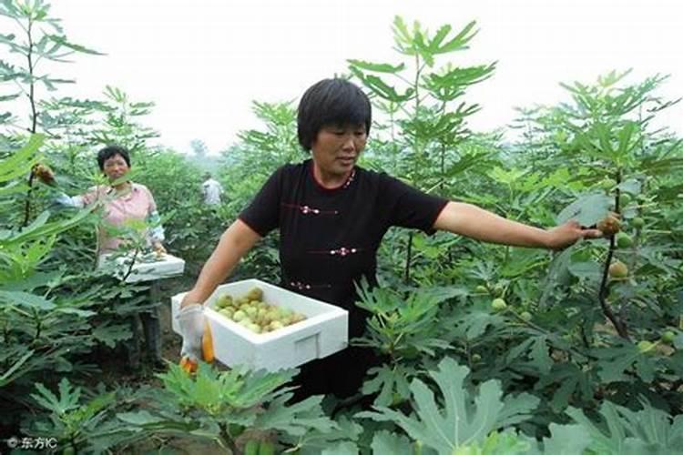 无花果结果期间施什么肥