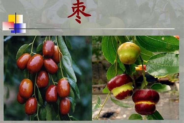 枣树施肥管理是怎样的