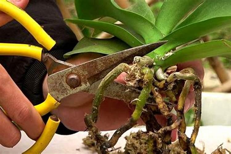 蝴蝶兰的施肥方法