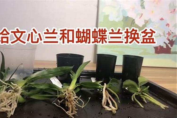 蝴蝶兰小苗怎么养护(蝴蝶兰小苗种植与管理)