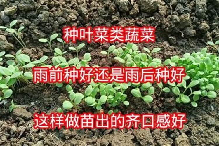 大豆的除草剂雨前打好,还是雨后打比较好