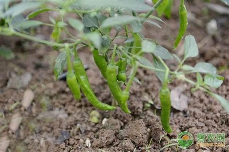 辣椒种植用什么肥料最好