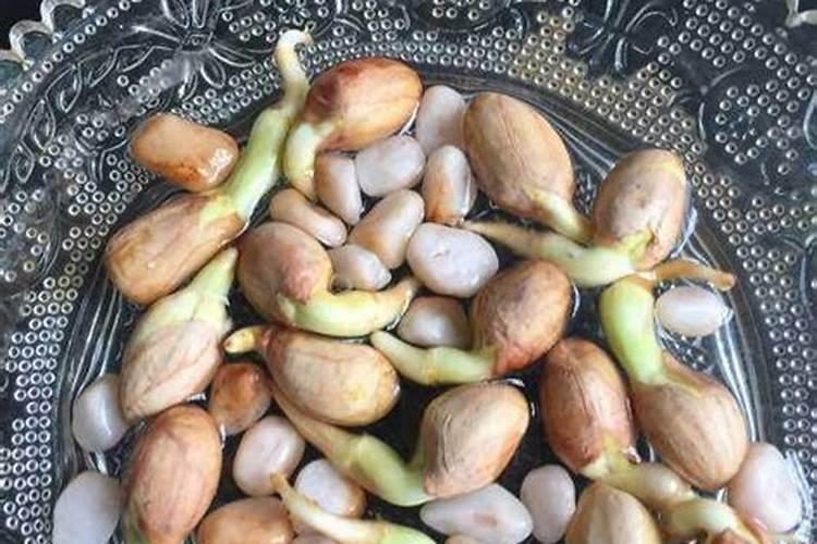 一盆花放几粒复合肥