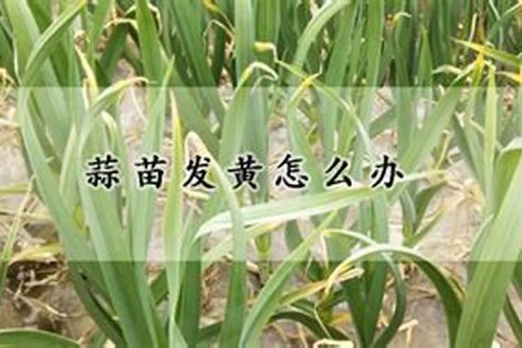白蒜的市场效益好,怎么提高白蒜种植的产量？