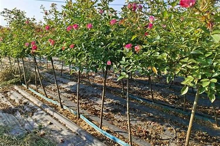 高威康自己在家里面能治疗吗