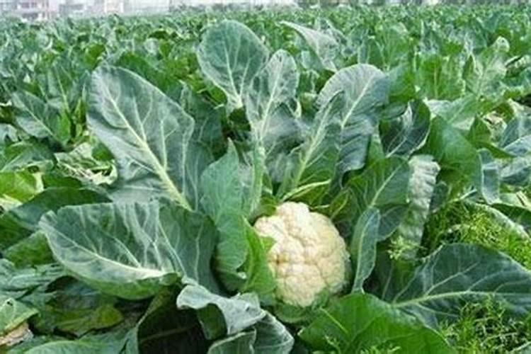 7月播种的植物;卷心菜什么时候种如何正确施肥