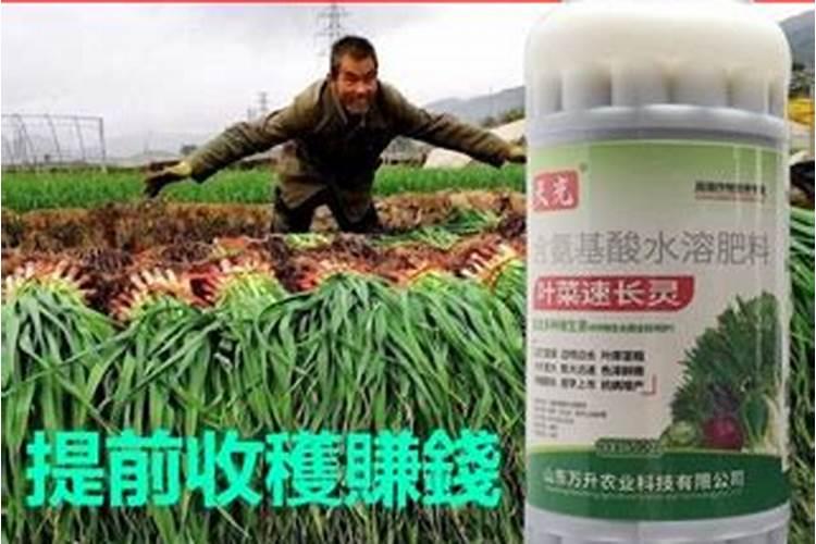 大蒜返青后如何管理？做好哪几个方面,病虫害少,植株长势壮？