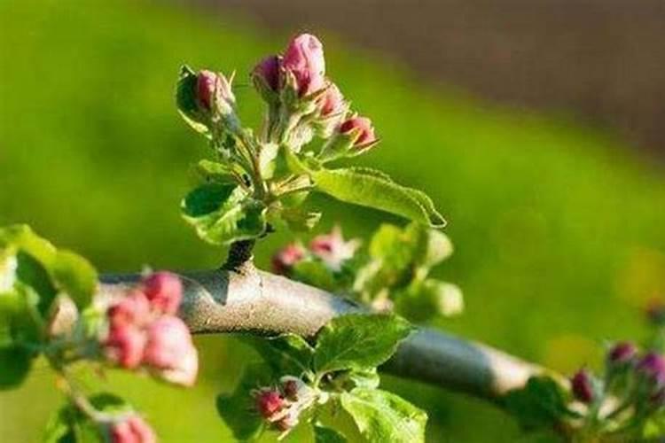 用磷酸二氢钾给米兰花催花需要注意些什么