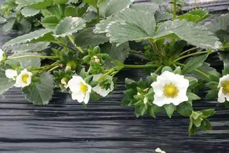 苹果树施肥时间,用什么水溶肥好
