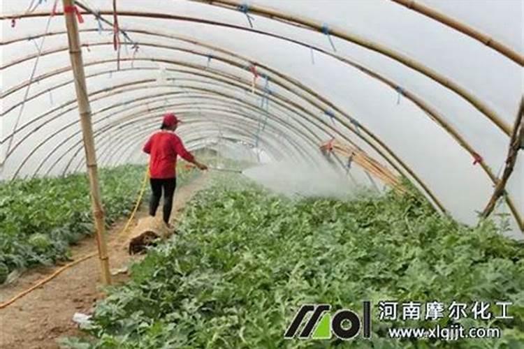 种菜地底肥用什么肥料最好