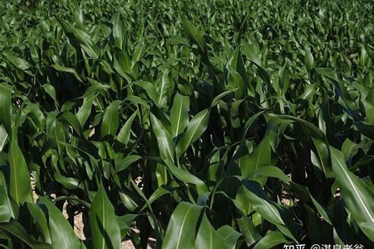 刚栽的小树苗可以施磷肥吗？