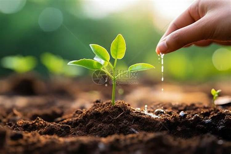 刚发芽的幼苗能施肥吗