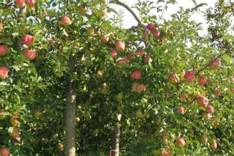 苹果树叶面喷钙、化学除草、叶面喷肥