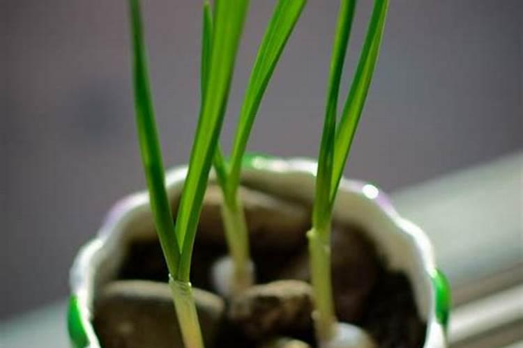 刚发芽的植物要施肥吗 施肥技巧有哪些