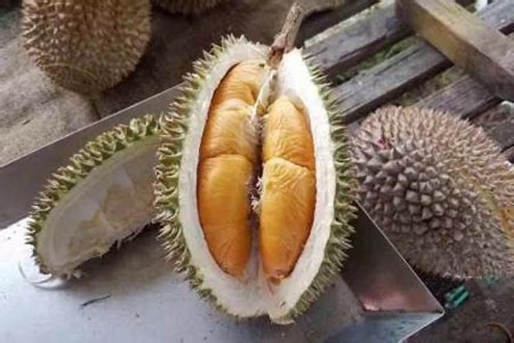 榴莲种子怎么种植