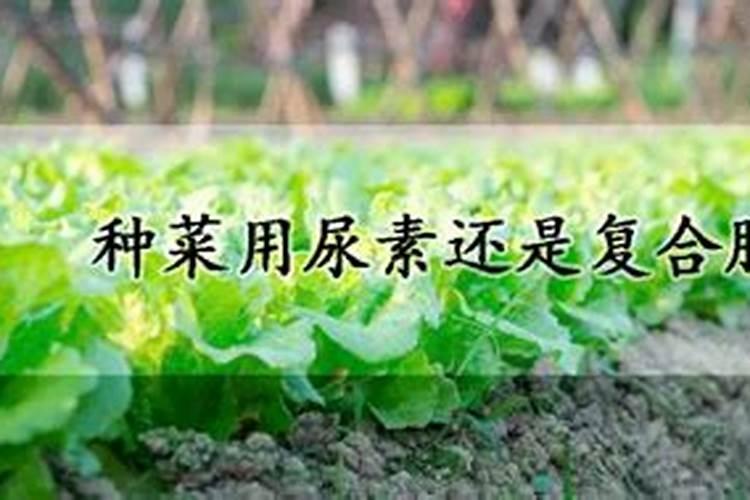 韭菜收割后如何施尿素肥