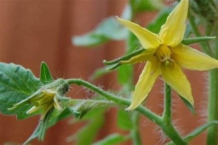 番茄开花了施什么肥