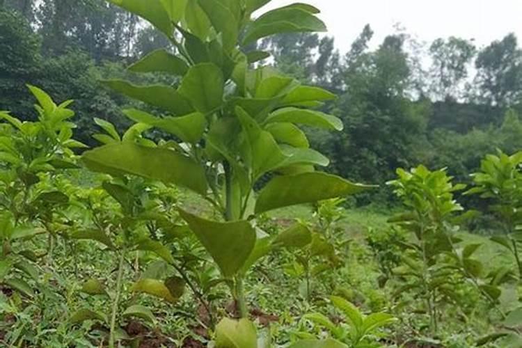 在盆栽植物土面铺上铺面石,优缺点很多,该如何正确使用铺面石？