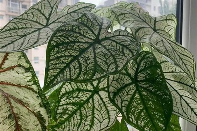 彩叶芋的养殖方法