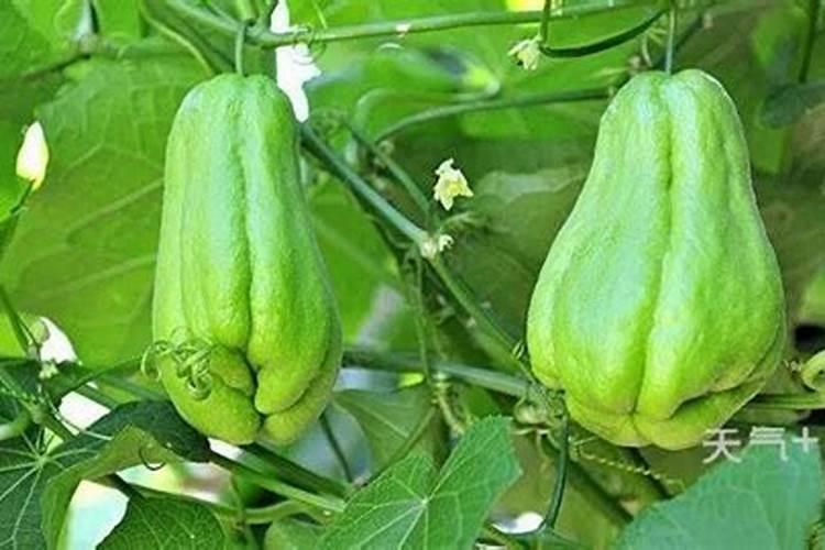 佛手瓜用什么肥料最好