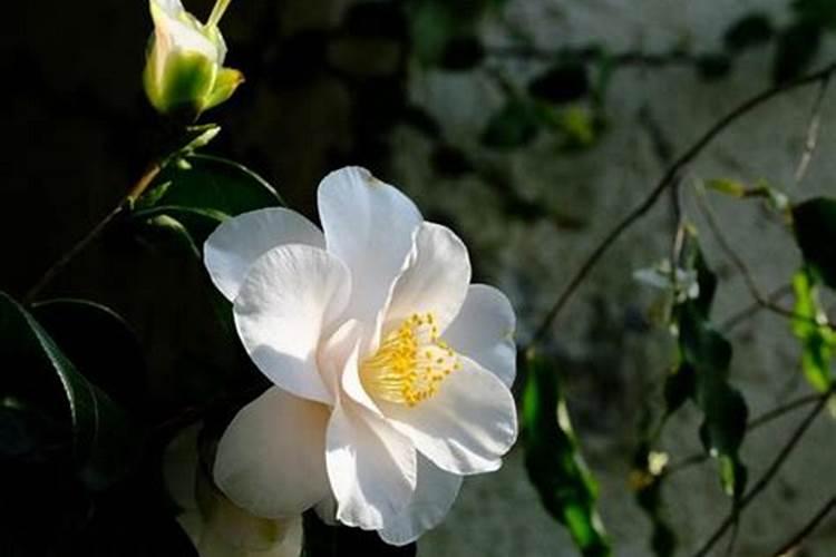 茶花开花期用啥肥