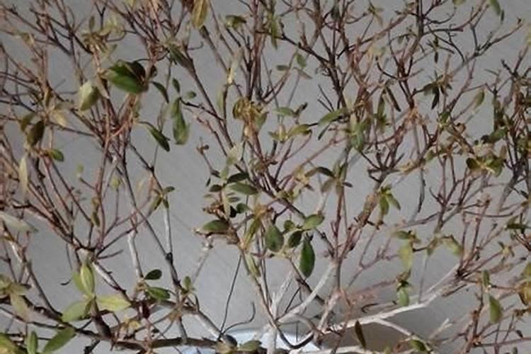 杜鹃花期如何浇水施肥杜鹃花浇水施肥的方法介绍