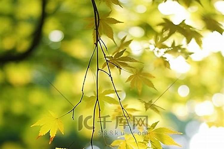 花肥 怎么用