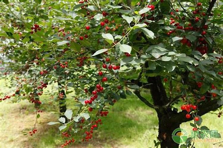 玉米6到8个叶可以打除草剂吗