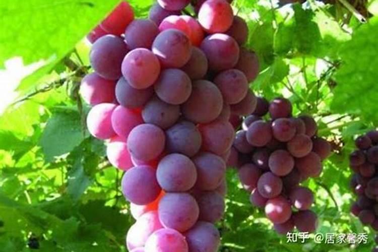 种葡萄用什么肥料