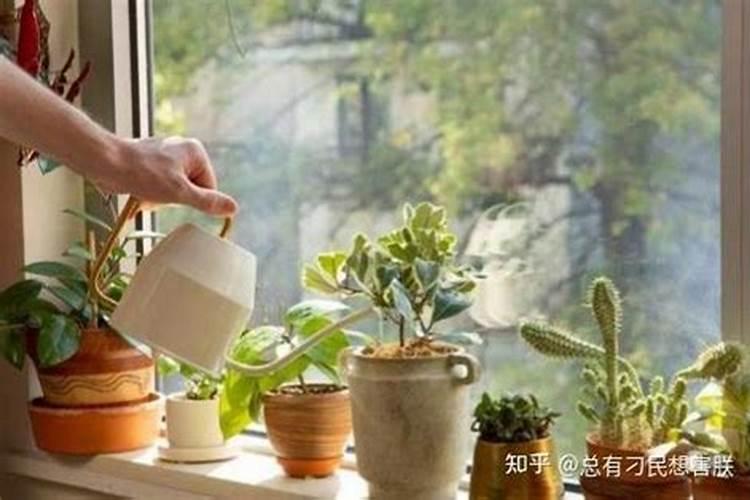 骨粉兑水浇花还是埋在土里好