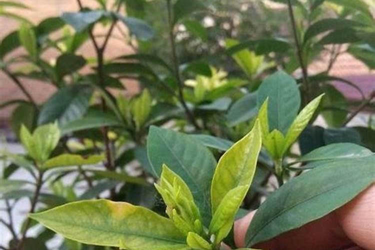 栀子花怎么判断缺肥还是肥大(栀子花不开花缺什么肥料)