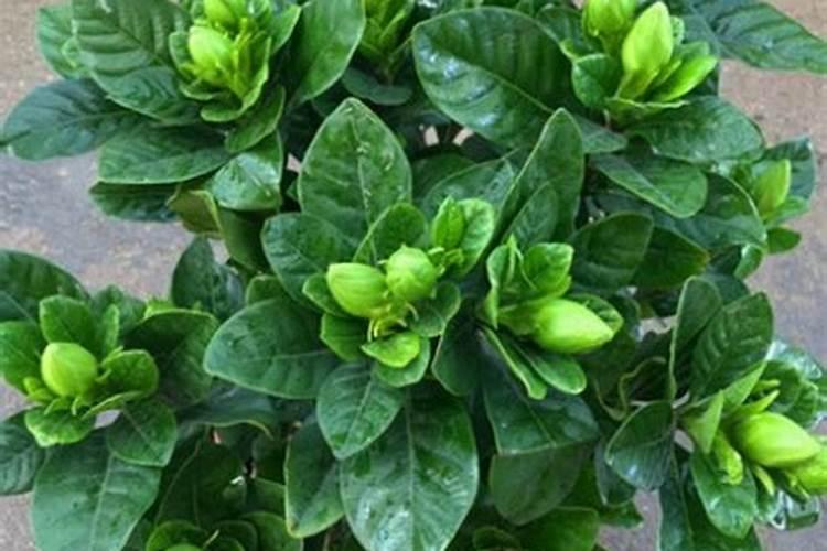 盆栽栀子花施什么肥