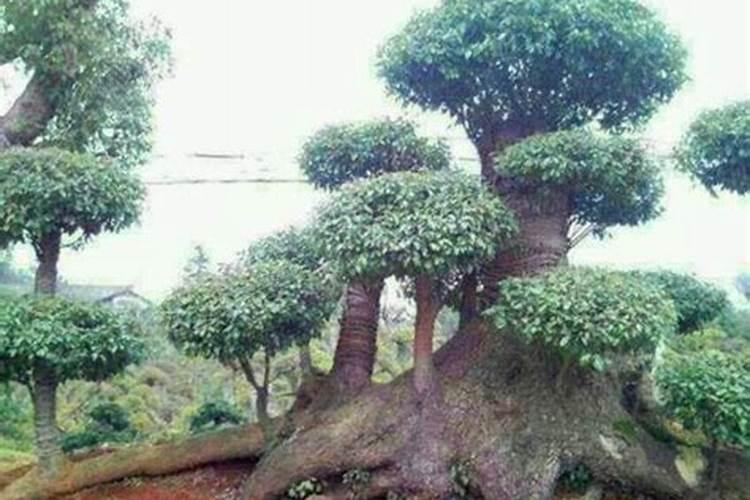香樟树种植方法和注意事项