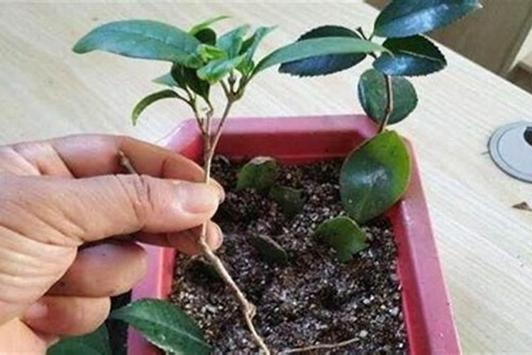 芦荟怎么生根最快,4个步骤使根须快速生长